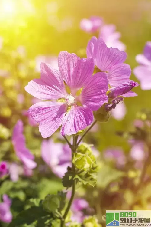 人生画廊葵花花瓣 人生画廊葵花籽瓣顺序