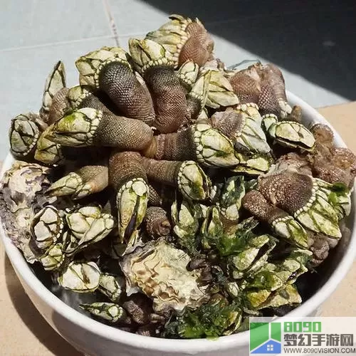 食之契约鹅颈藤壶值得培养吗？食之契约强度排名