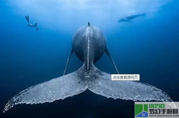 深海水族馆座头鲸米加卢怎么得？深海水族馆珍稀座头鲸米加卢获取