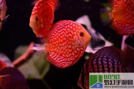 开心水族箱红色鱼宝宝孵化出来是什么？开心水族箱红色鱼宝宝孵化成什么？