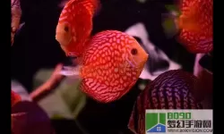 开心水族箱红色鱼宝宝孵化出来是什么？开心水族箱红色鱼宝宝孵化成什么？