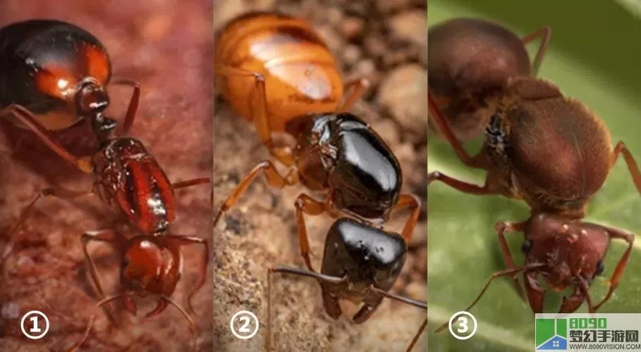 小小蚁国蚁后升级前置条件表 小蚁国蚁后进化要求