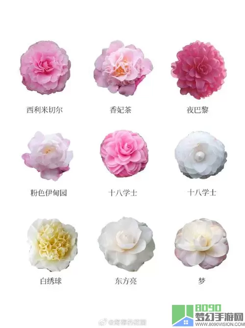 《蛋仔派对》白茶花花园清仓指南