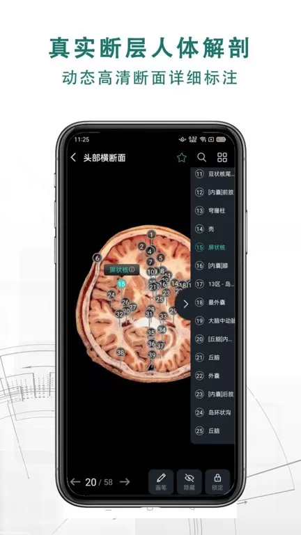 掌上3D解剖app最新版