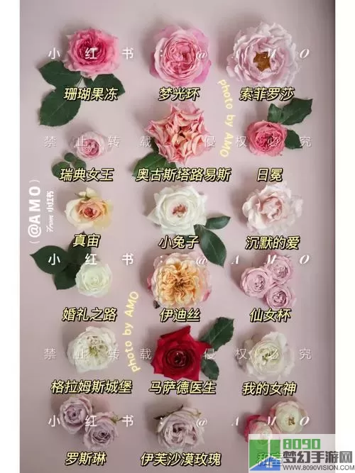 开心花园收集一套鲜花图鉴