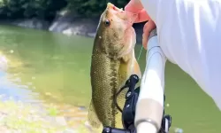 钓鱼人生电视版