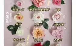 开心花园收集一套鲜花图鉴