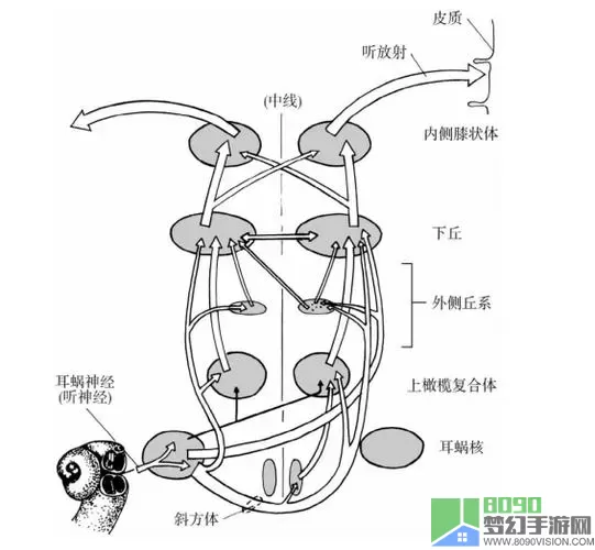 人体工厂听觉中枢通关攻略