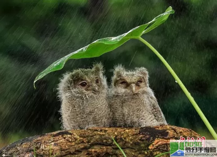 疯狂动物雨超三胖