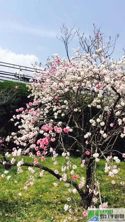 小小山谷樱花树被砍了怎么办