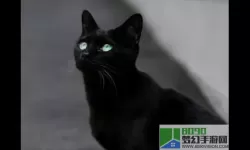 黑猫奇闻社怎么注销账号